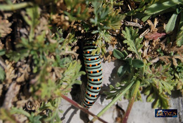 bruco del papilio macaon.JPG